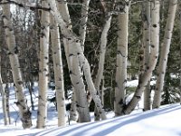 Ashcroft Trees (31)